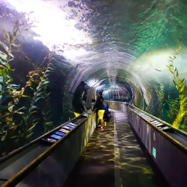 一个家庭在海湾水族馆的隧道里观看海洋生物。